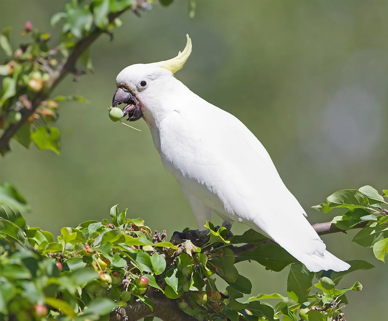 Sulphur-Crested-Cockatoo 18