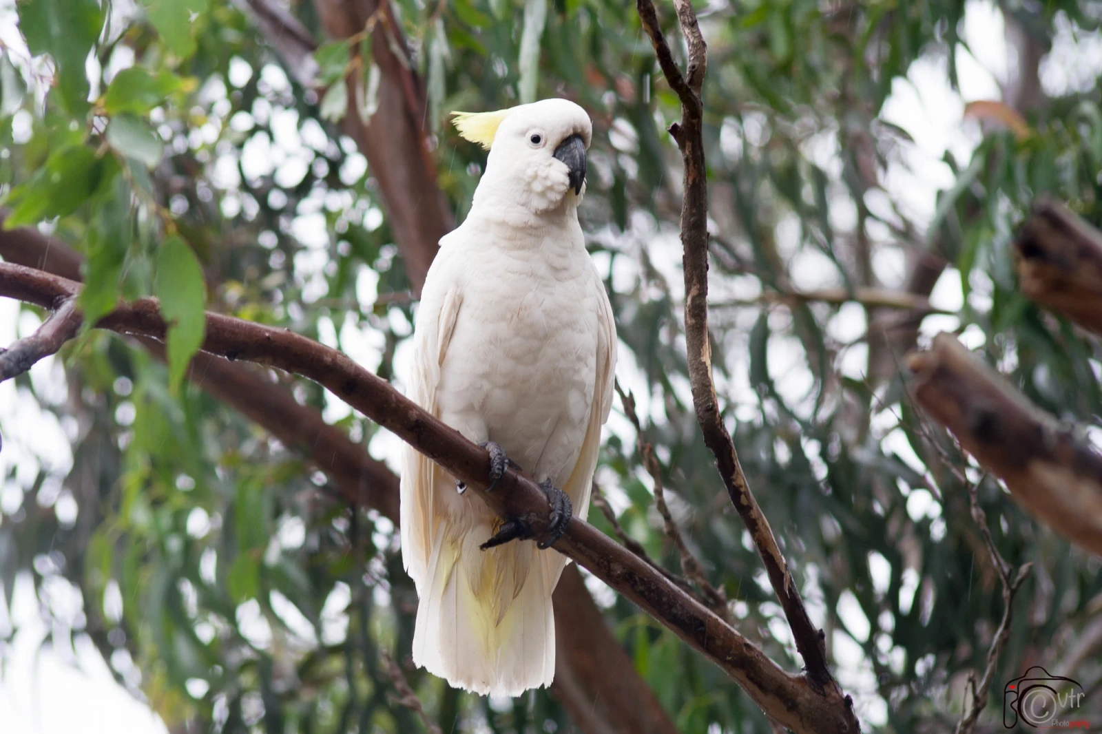 Sulphur-Crested-Cockatoo 19