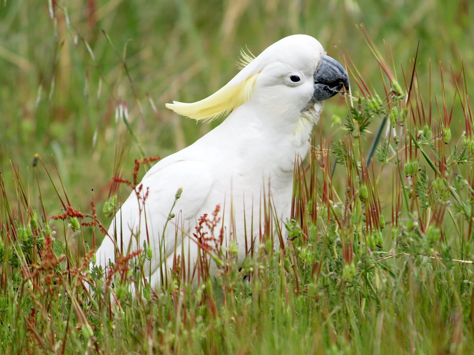 Sulphur-Crested-Cockatoo 20