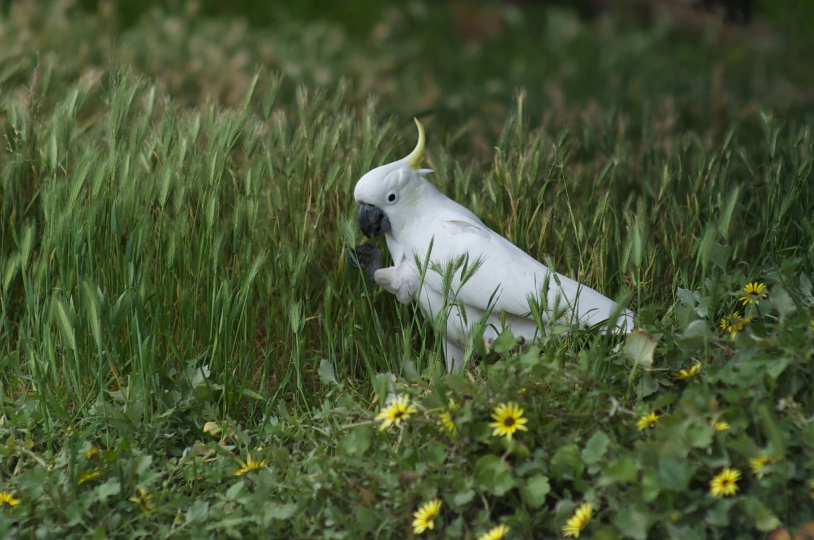 Sulphur-Crested-Cockatoo 21
