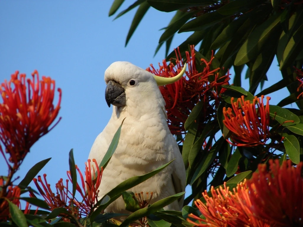 Sulphur-Crested-Cockatoo 22
