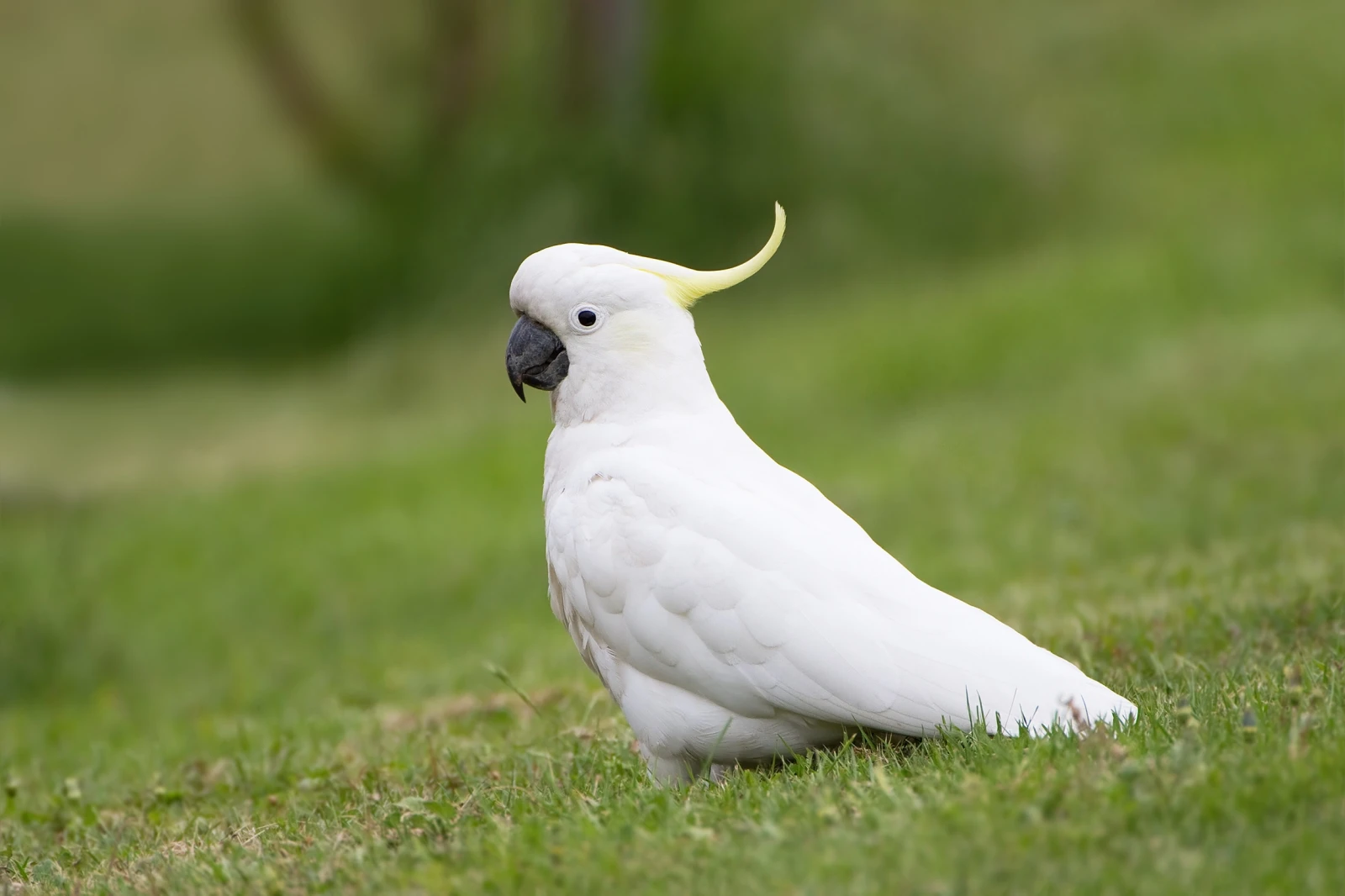 Sulphur-Crested-Cockatoo 23