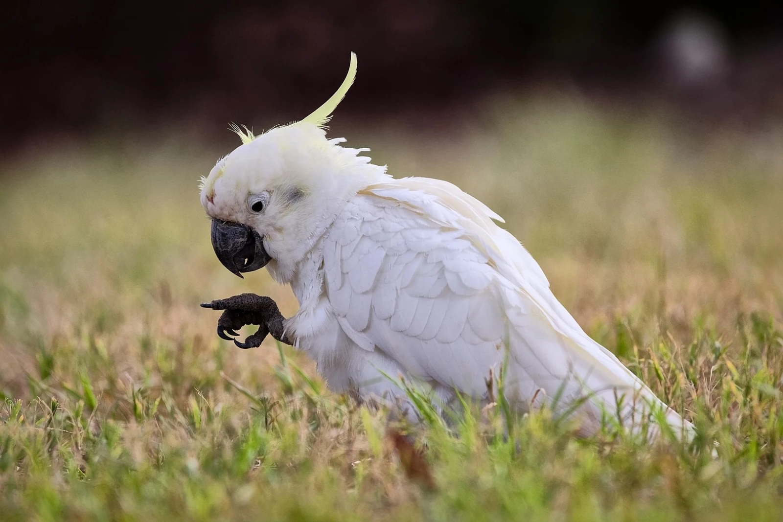 Sulphur-Crested-Cockatoo 24