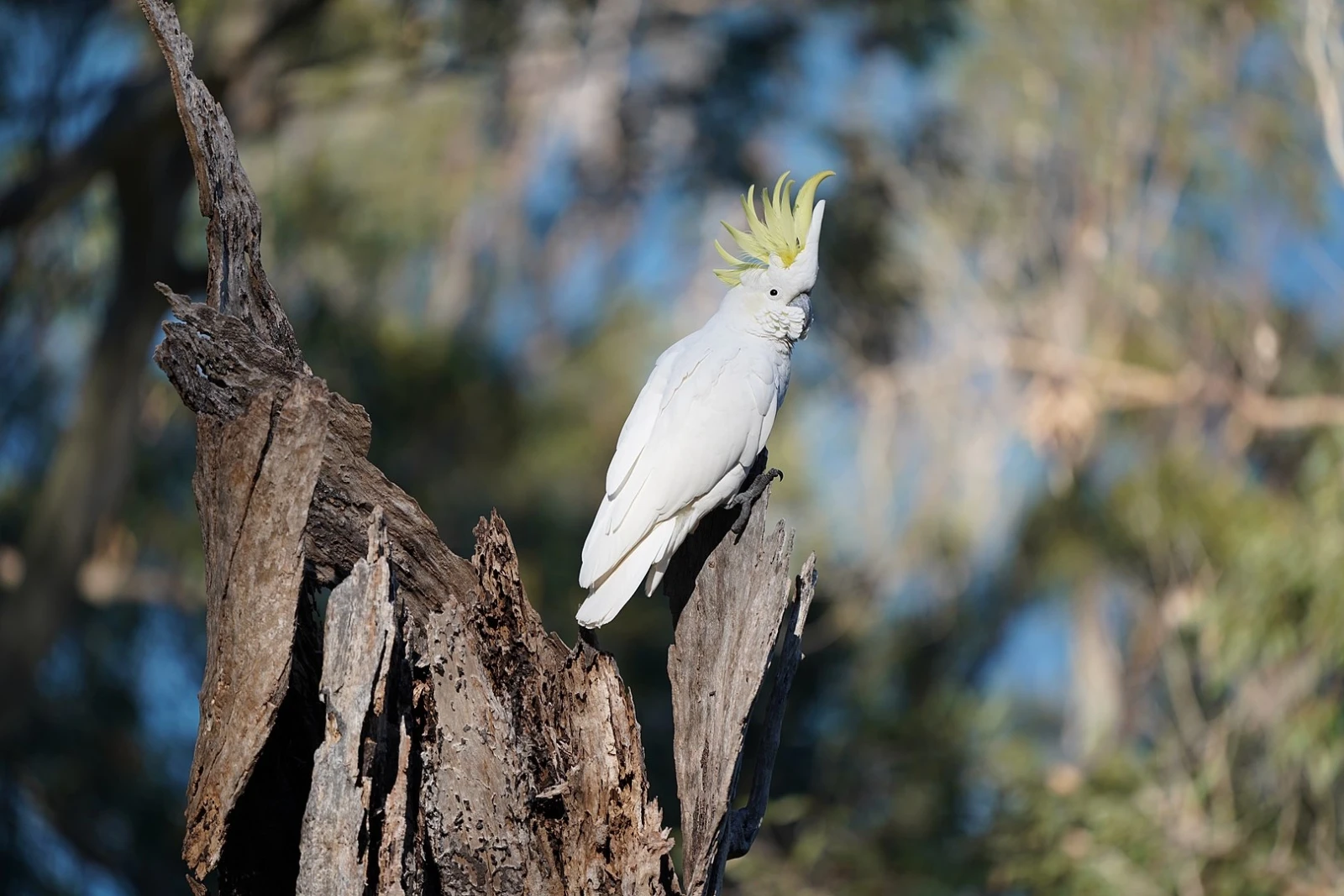 Sulphur-Crested-Cockatoo 25