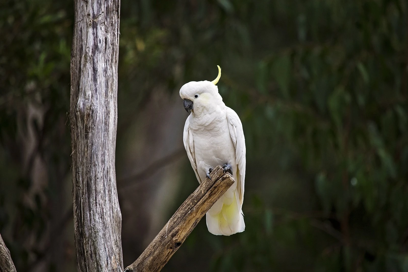 Sulphur-Crested-Cockatoo 26