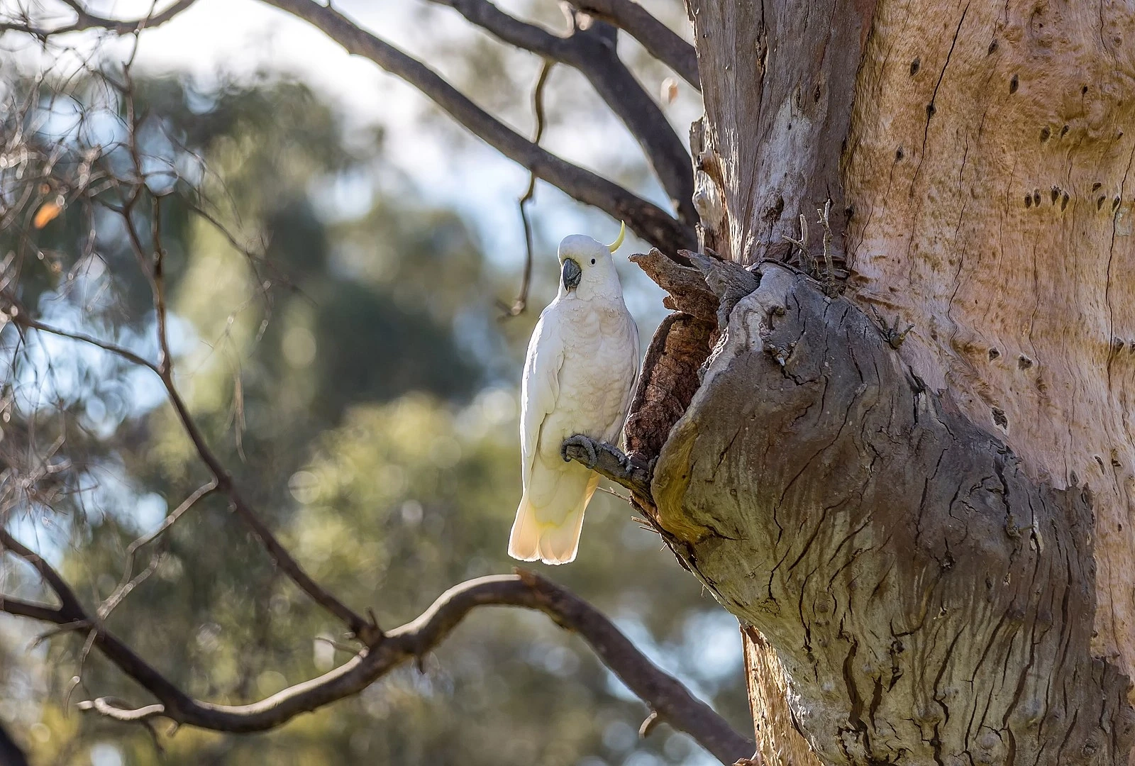 Sulphur-Crested-Cockatoo 27