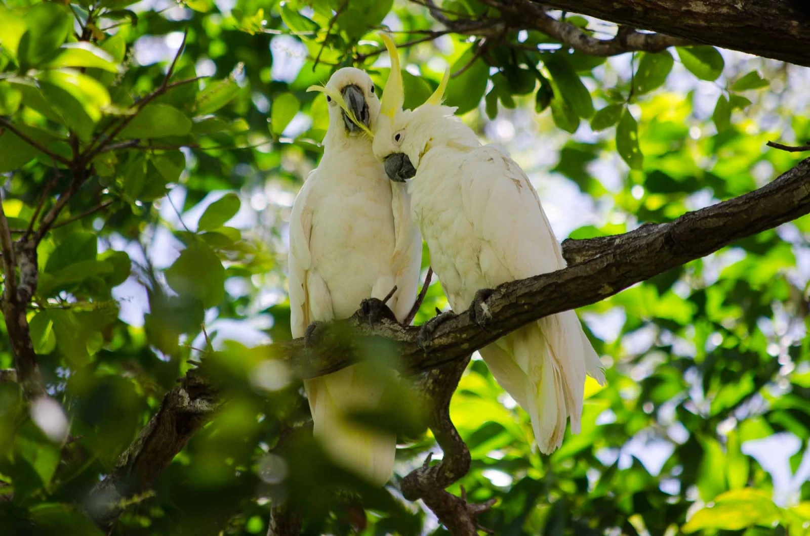 Sulphur-Crested-Cockatoo 28