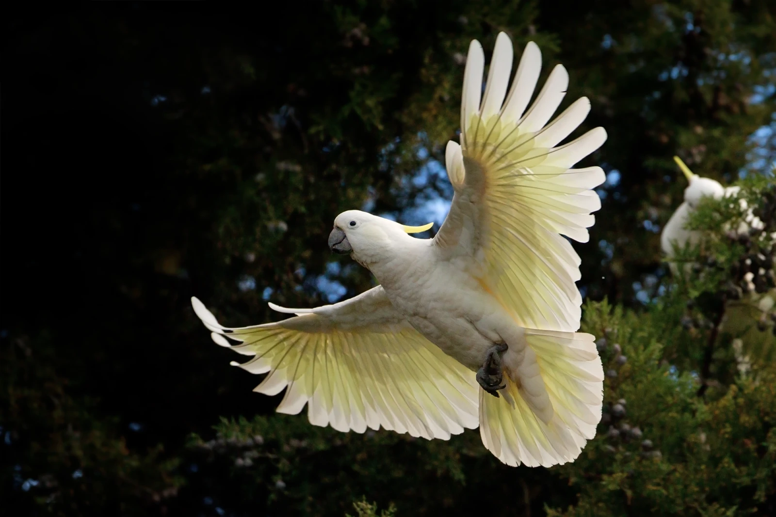 Sulphur-Crested-Cockatoo 29
