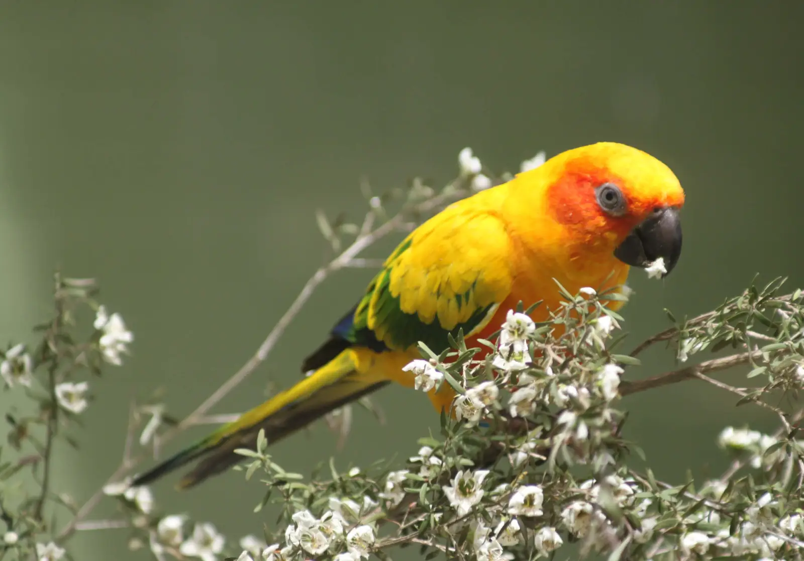 Sous le soleil d'Amérique du Sud : la Conure soleil entre feu et glace