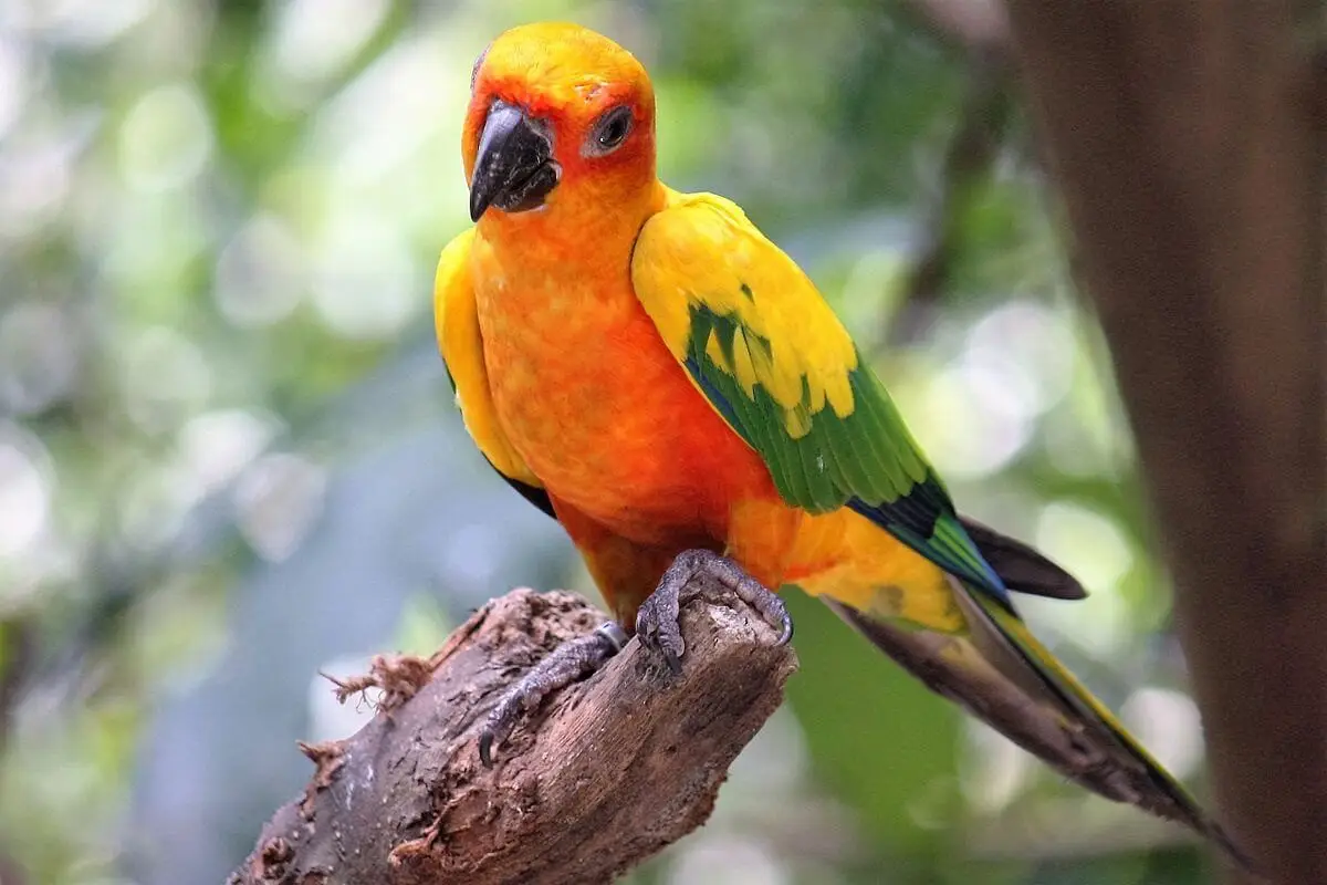Conure soleil