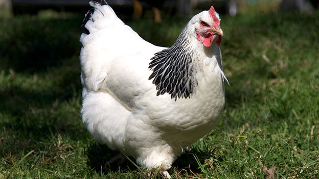 Sussex-Chicken 02