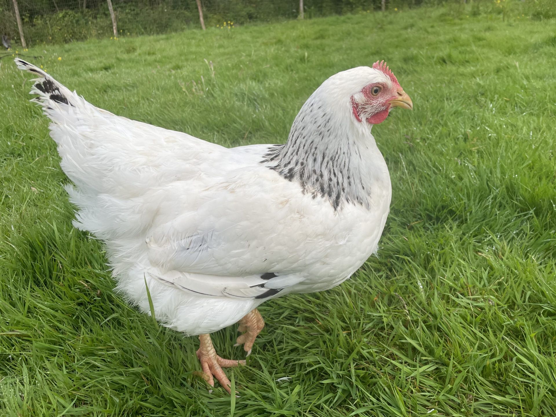 Sussex-Chicken 03