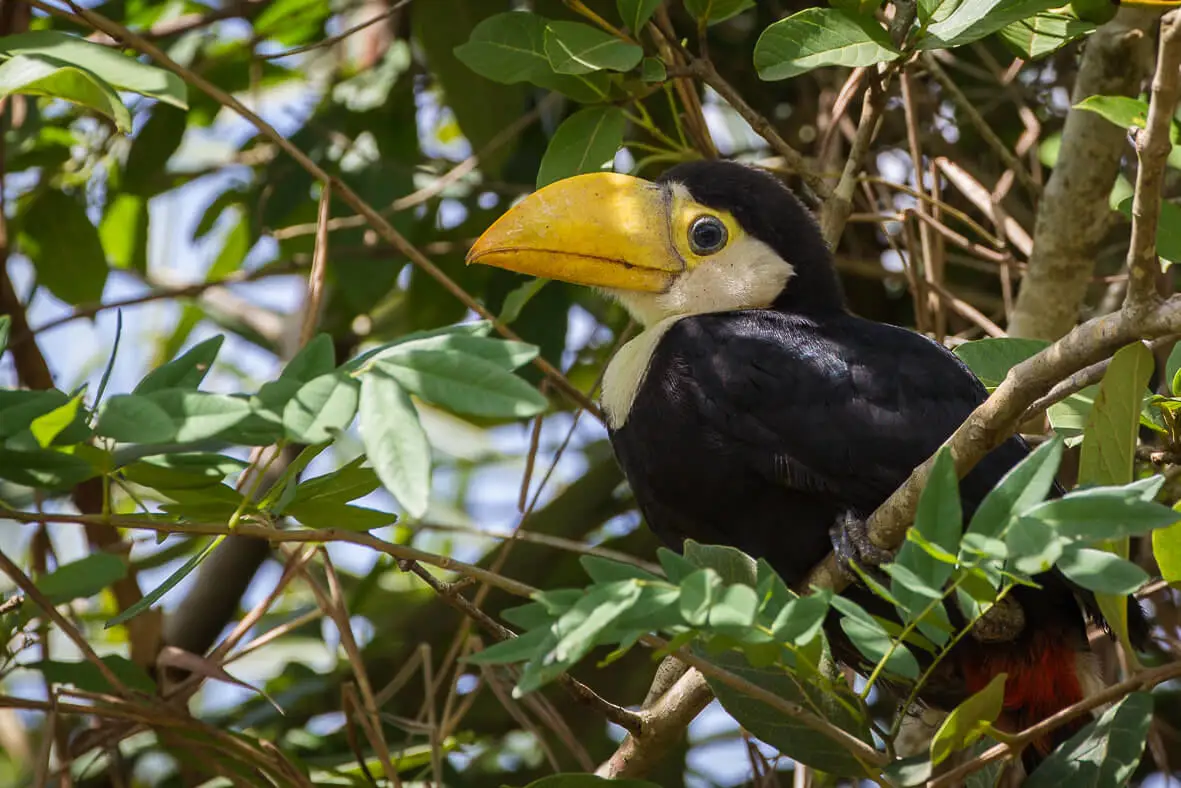 Toco-Toucan 02