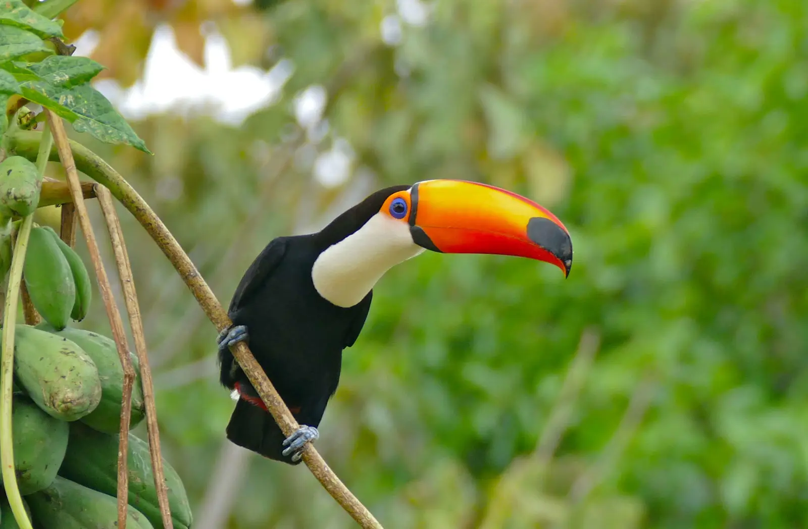 Toco-Toucan 03
