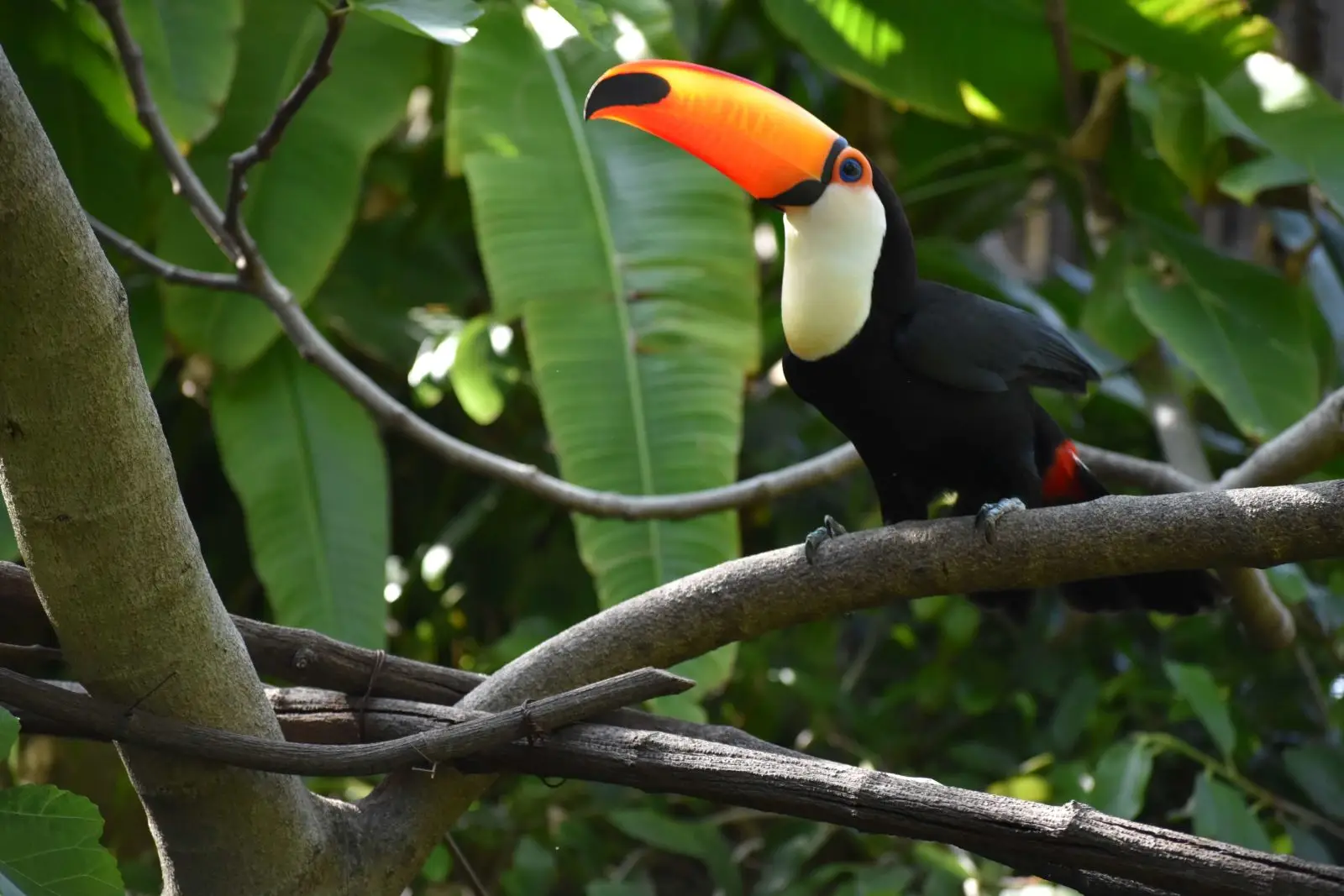 Toco-Toucan 04
