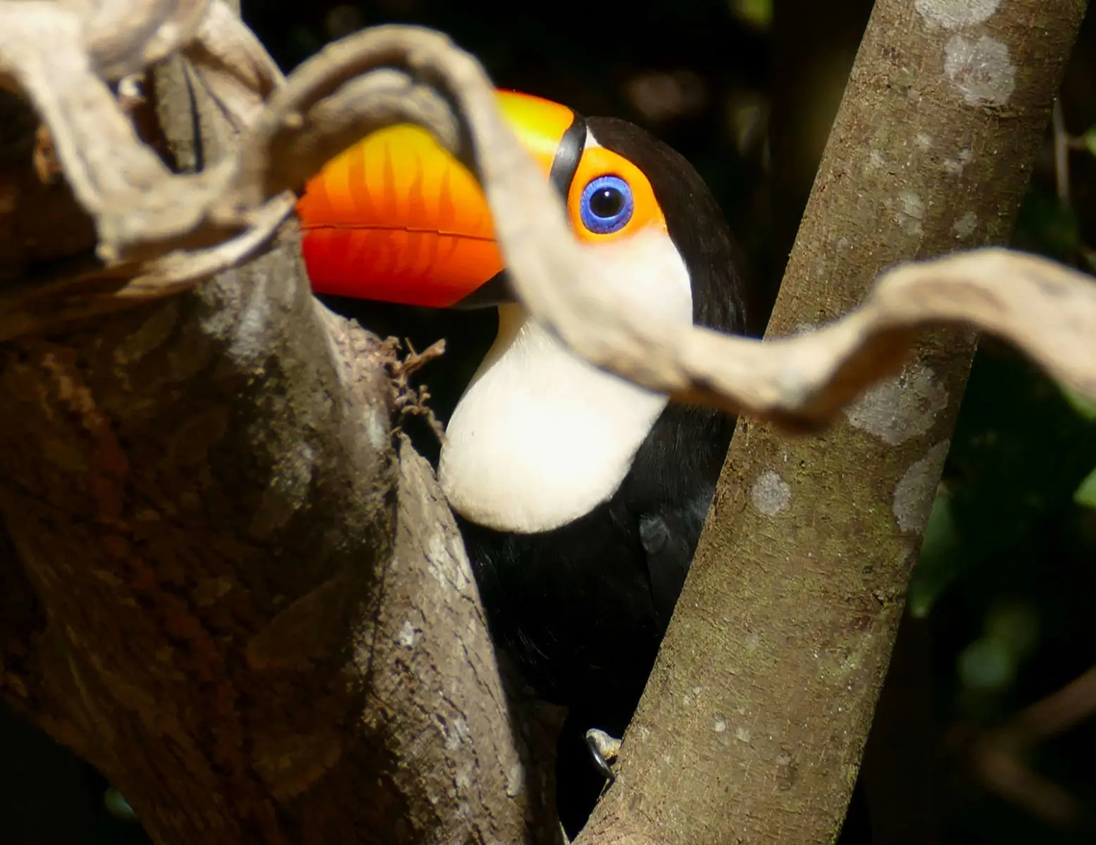 Toco-Toucan 05