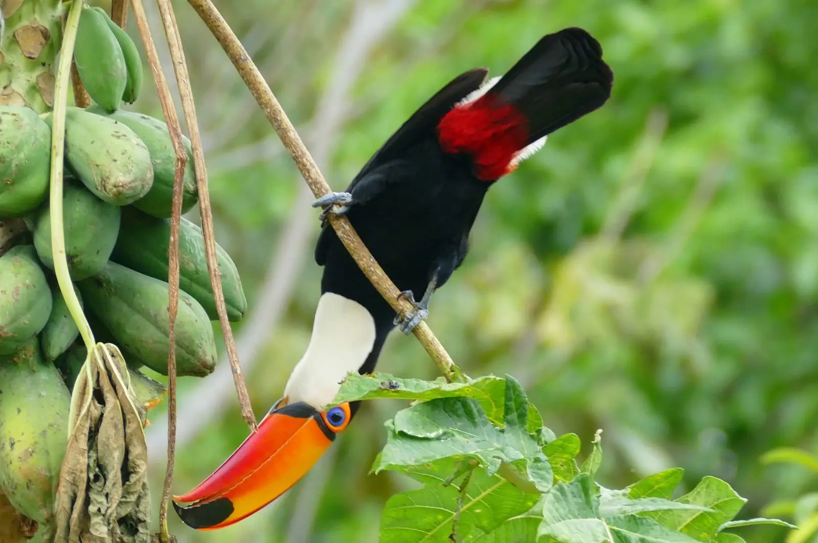 Toco-Toucan 06