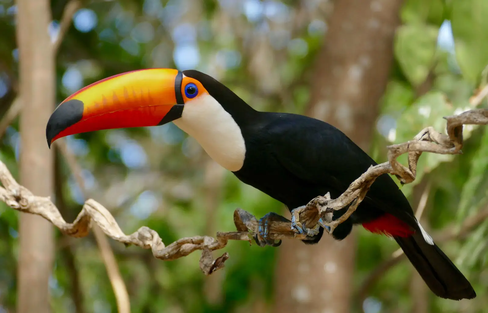 Toco-Toucan 07