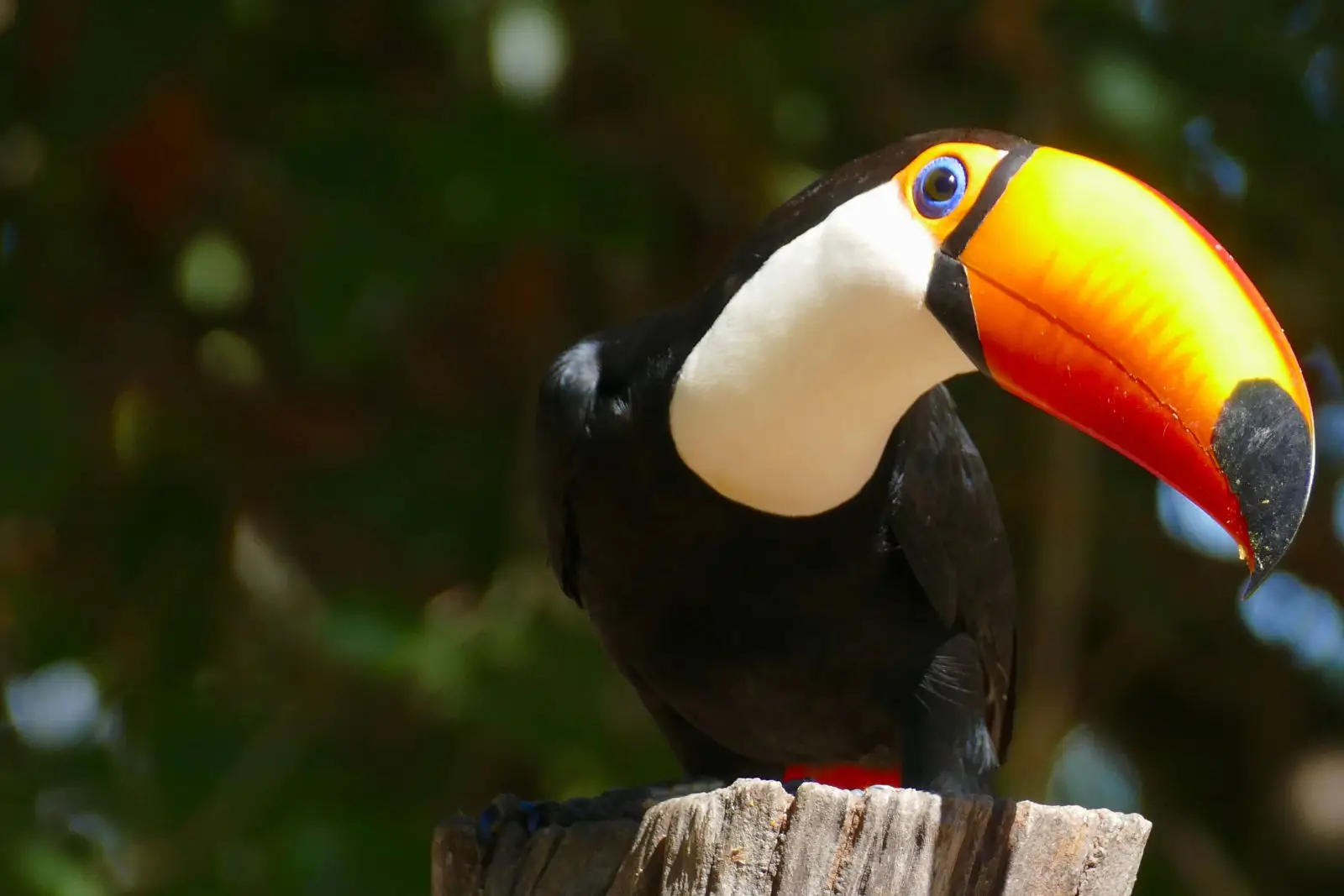 Toco-Toucan 08