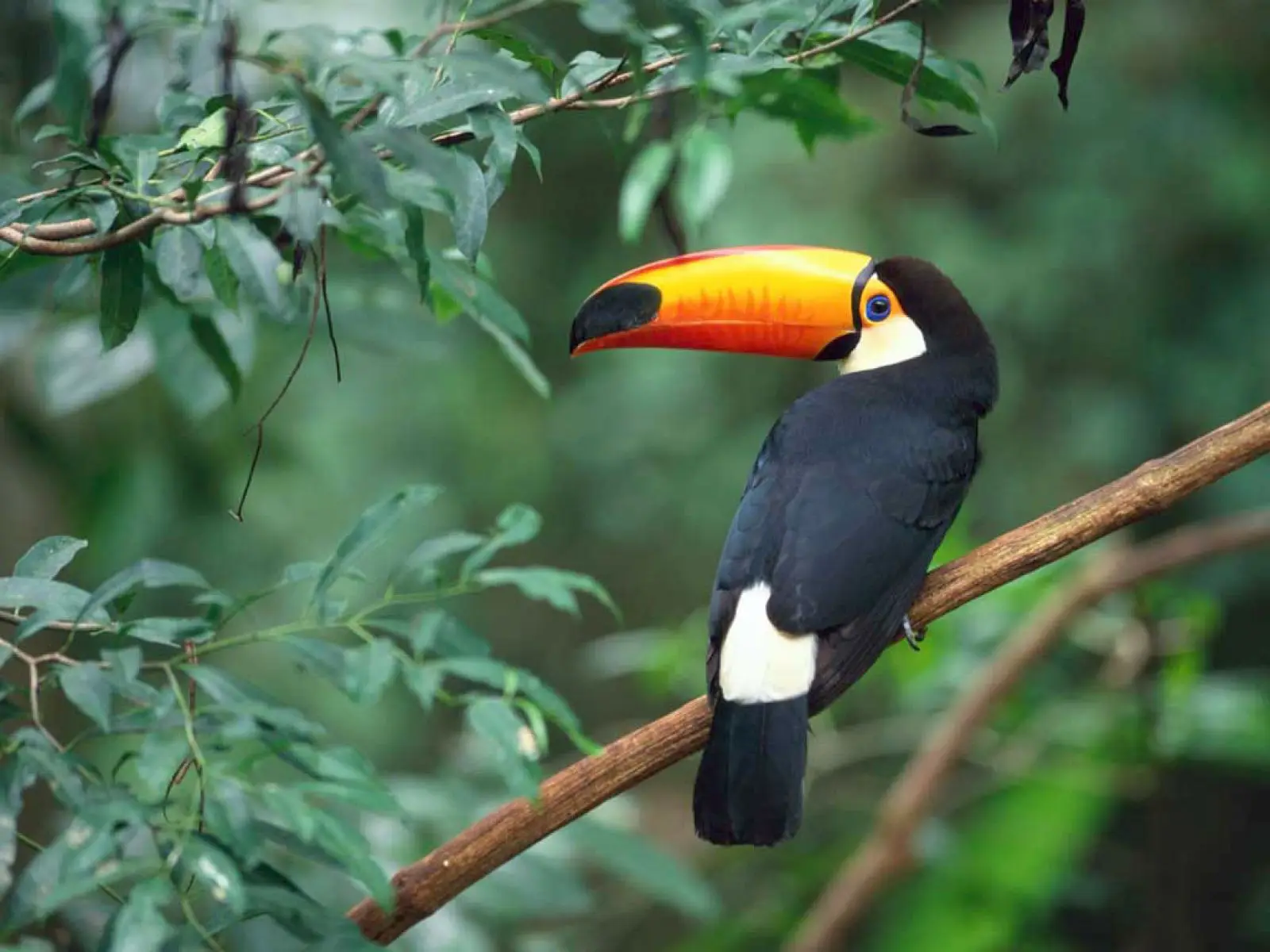Toco-Toucan 09