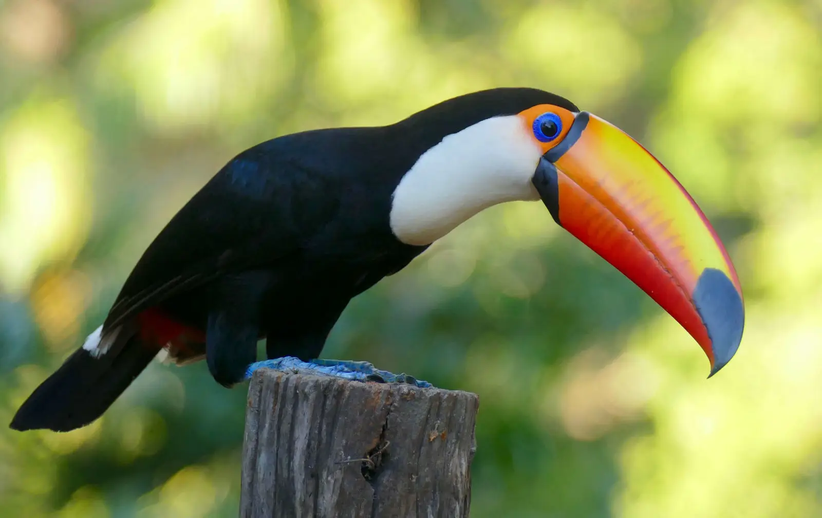 Toco-Toucan 10