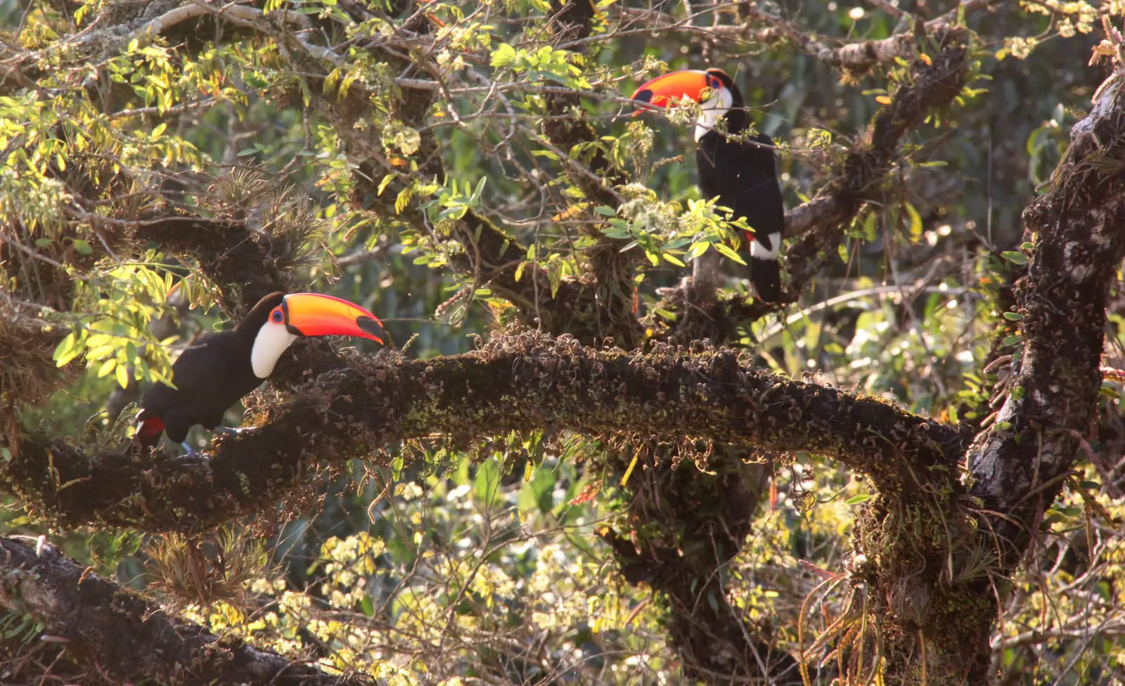 Toco-Toucan 11