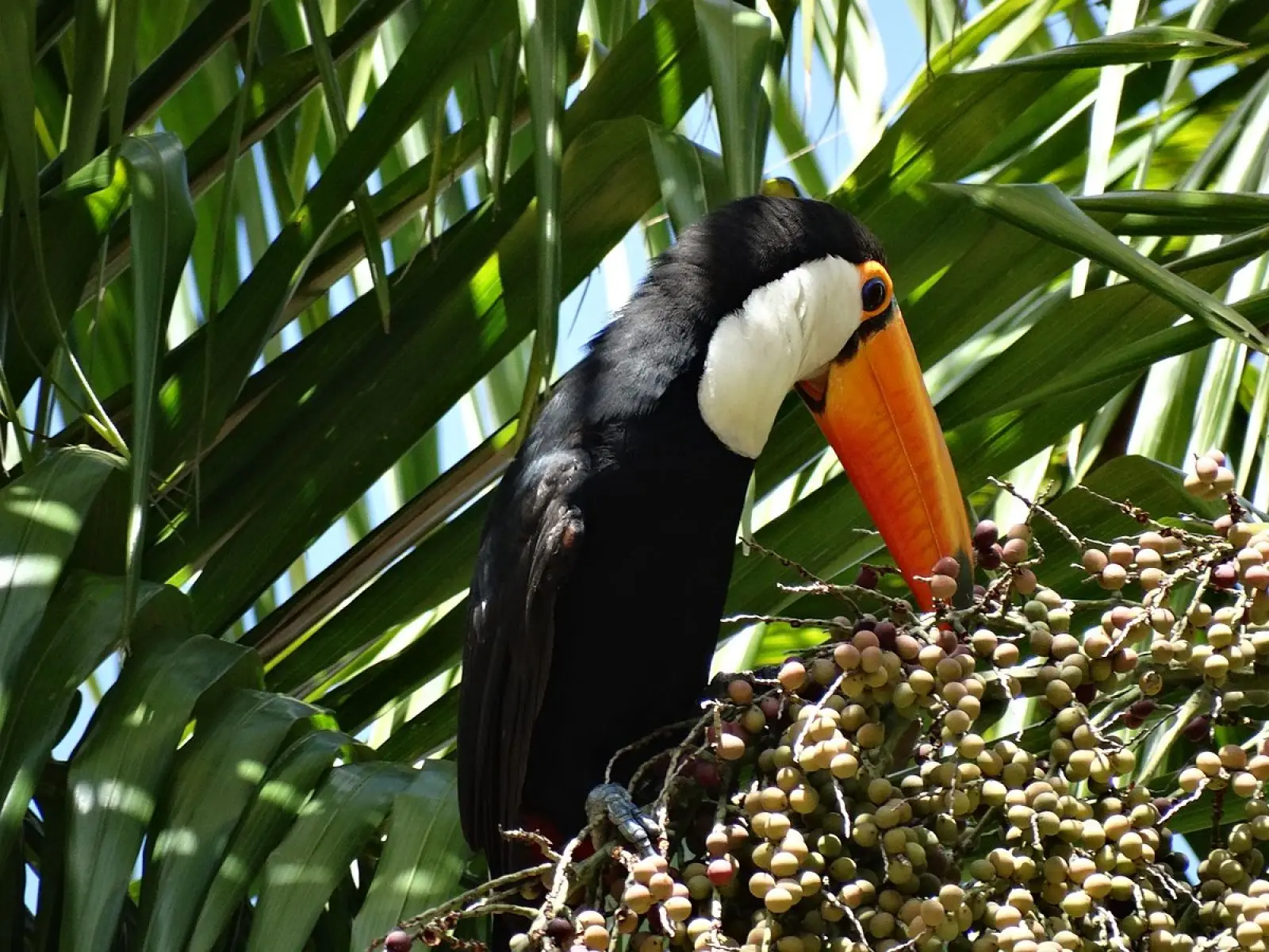 Toco-Toucan 12