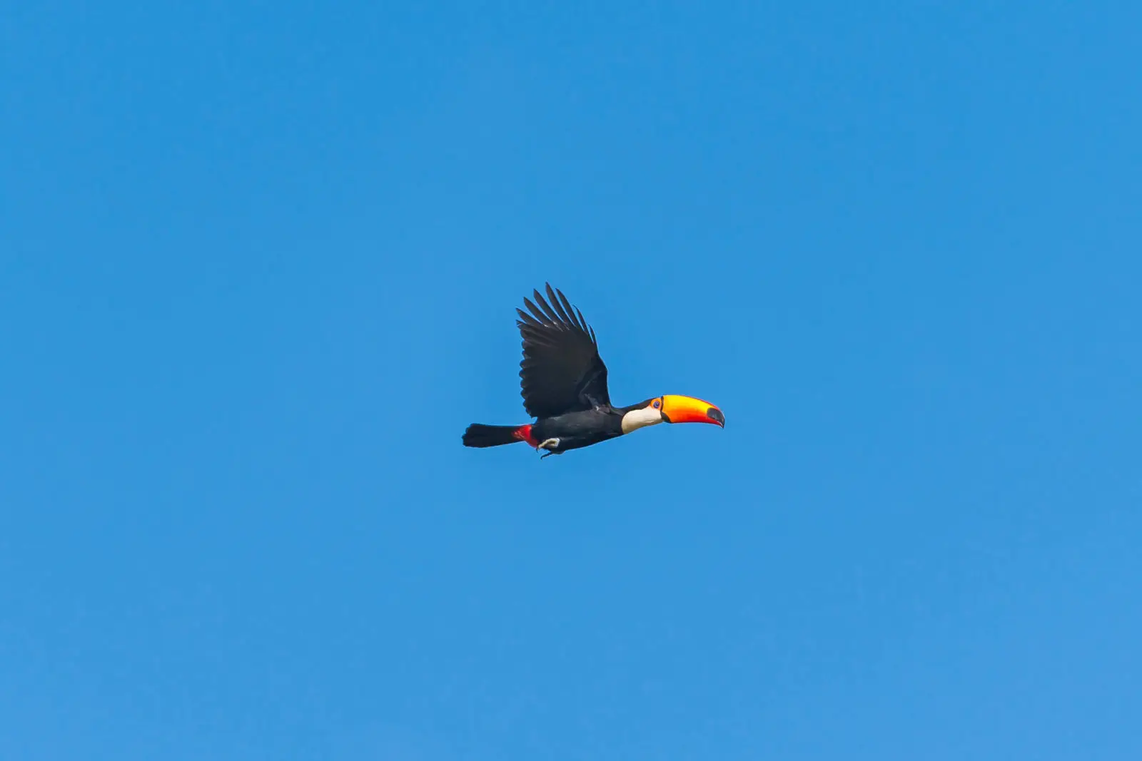 Toco-Toucan 13