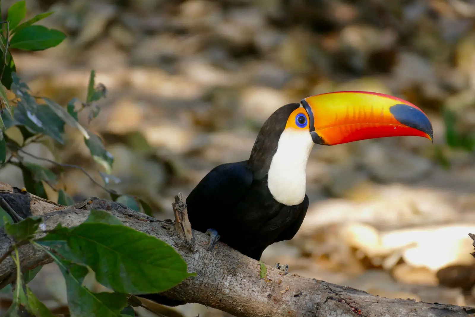 Toco-Toucan 14