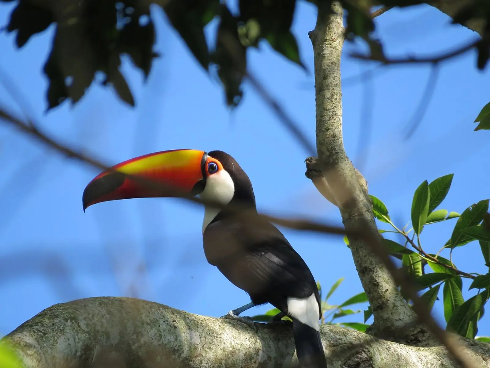 Toco-Toucan 15