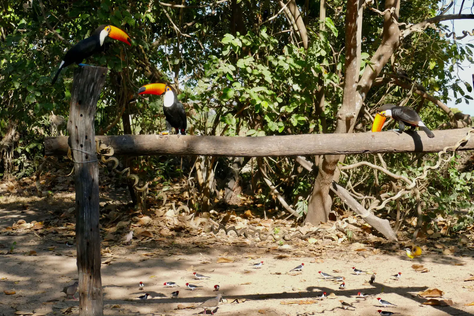Toco-Toucan 16