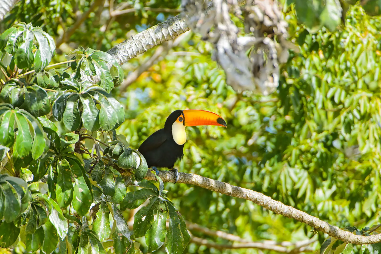 Toco-Toucan 17