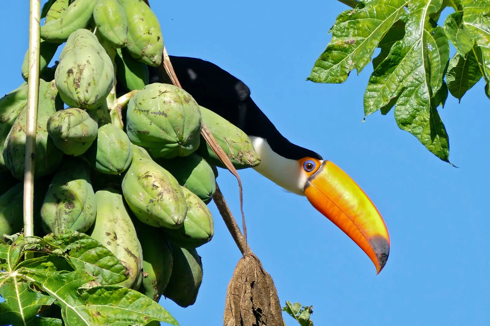 Toco-Toucan 18