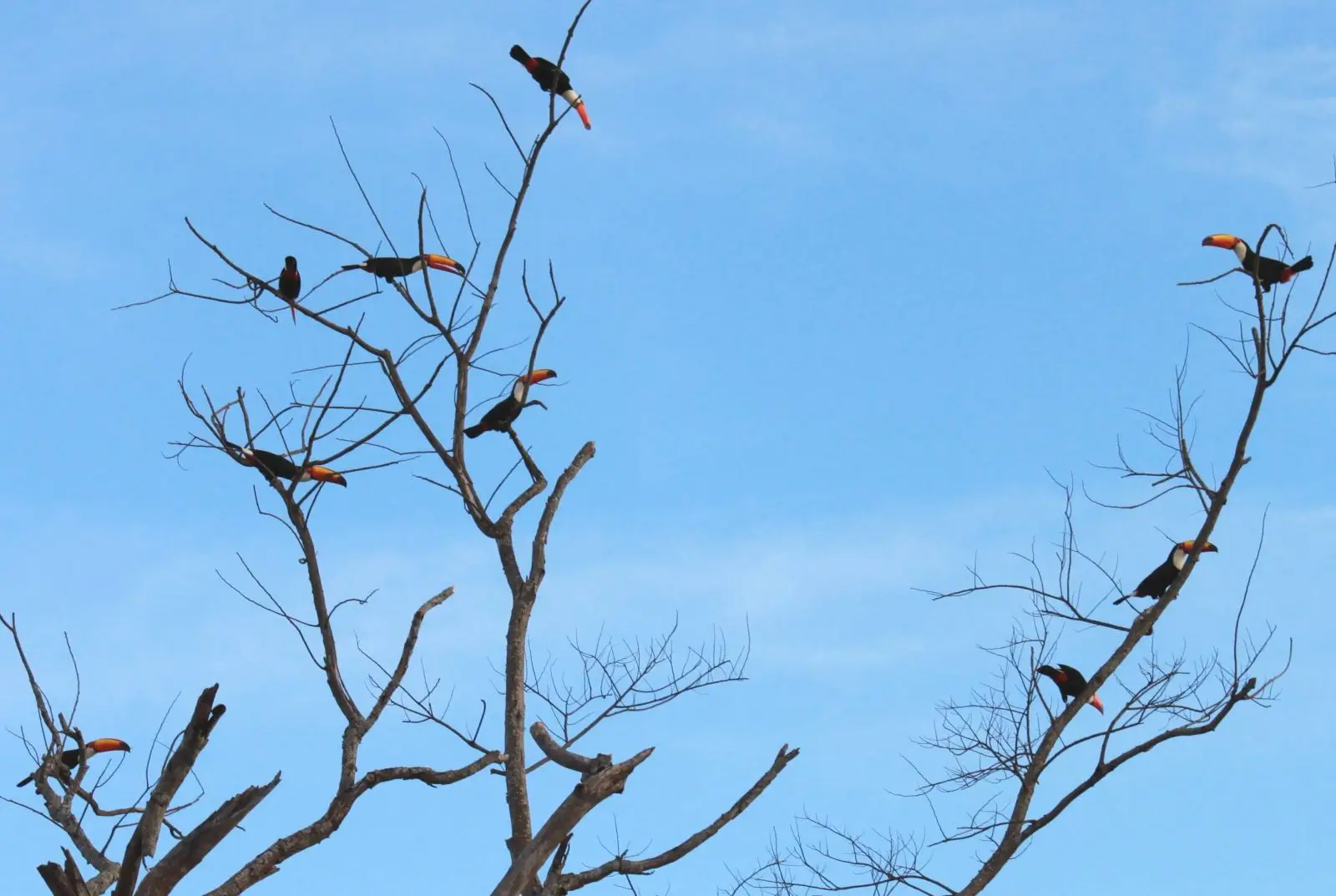 Toco-Toucan 19