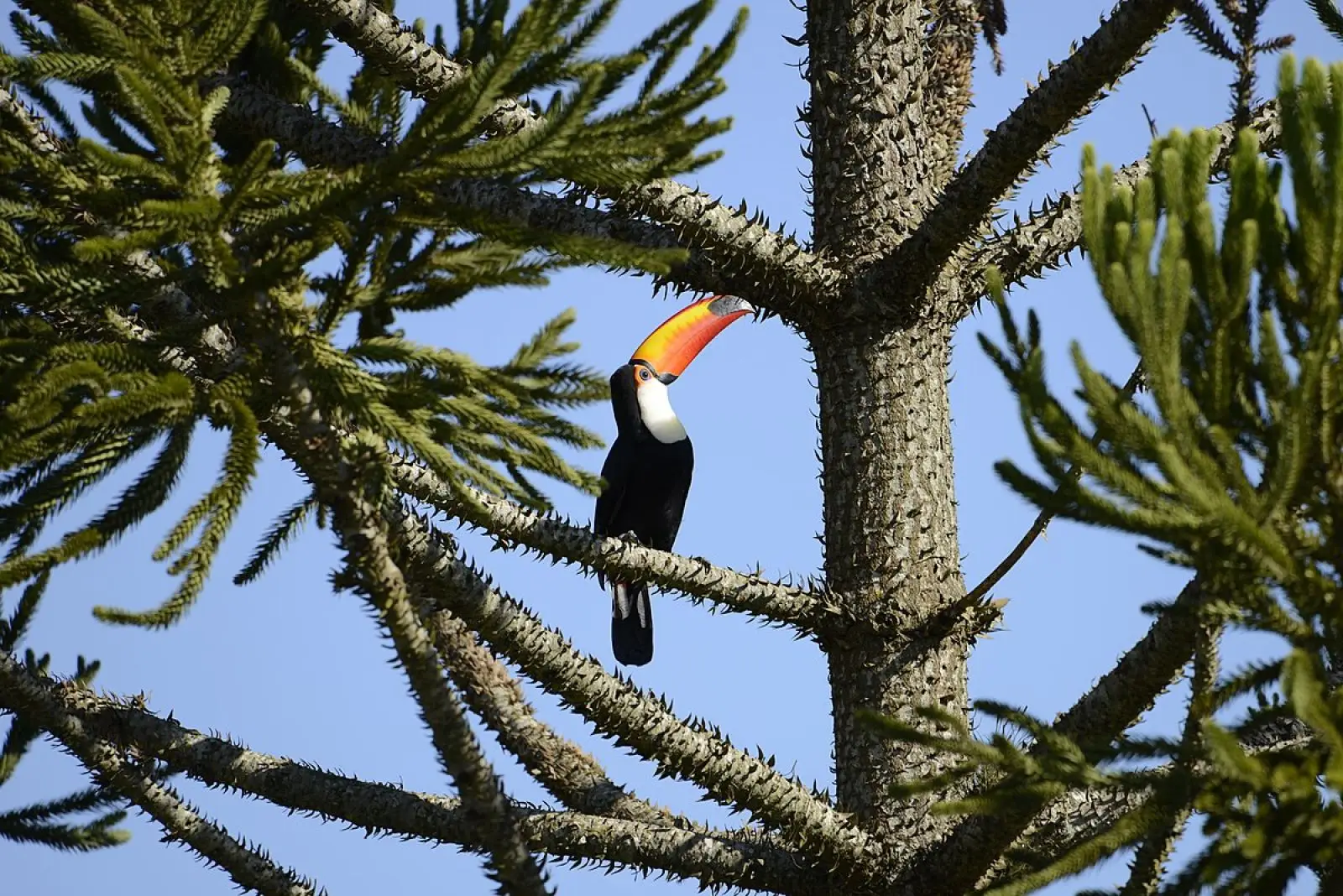 Toco-Toucan 20