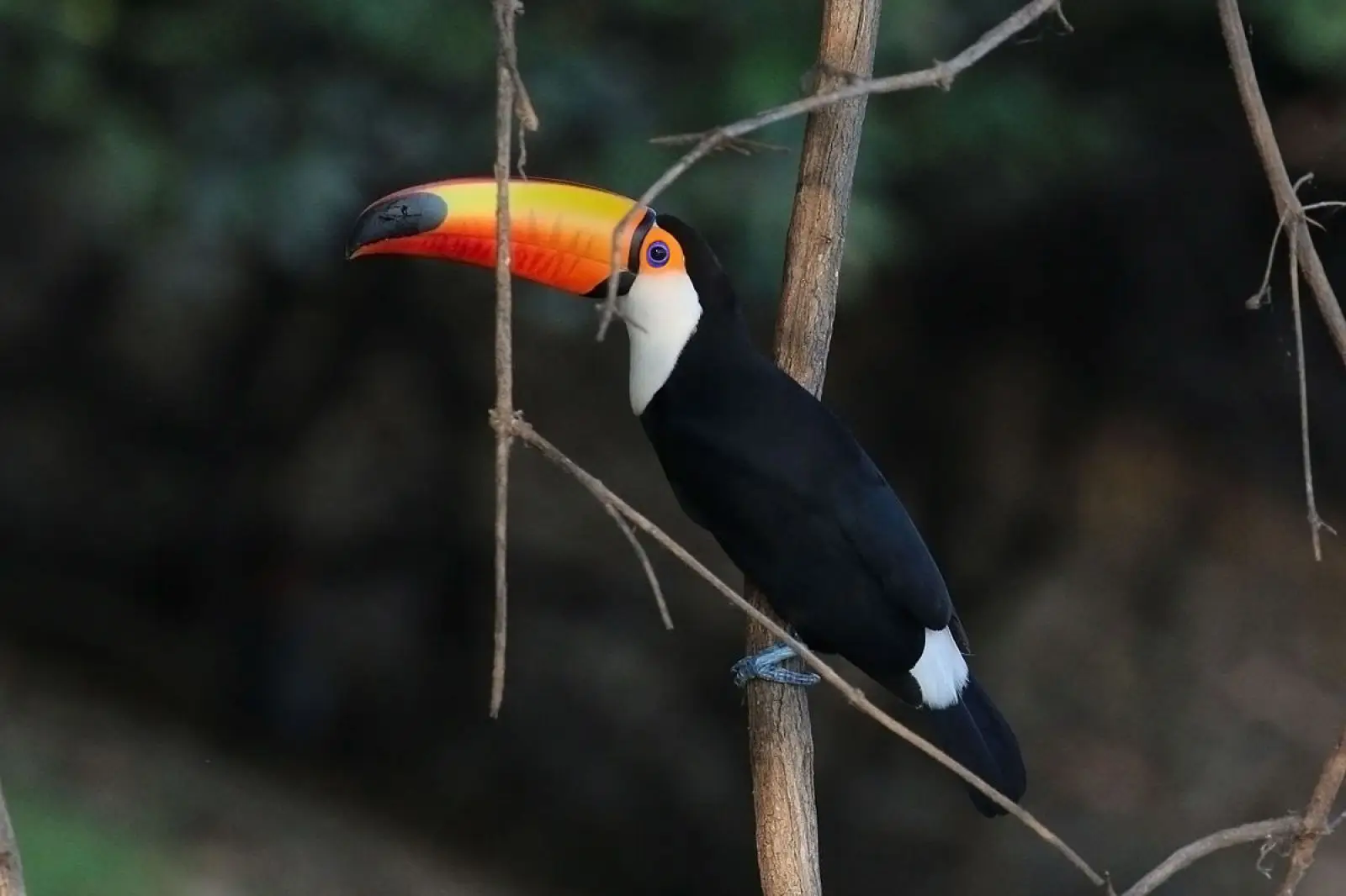 Toco-Toucan 21