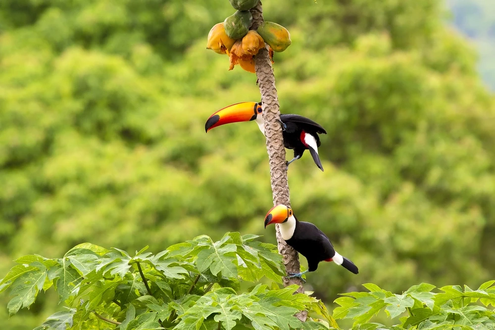 Toco-Toucan 23