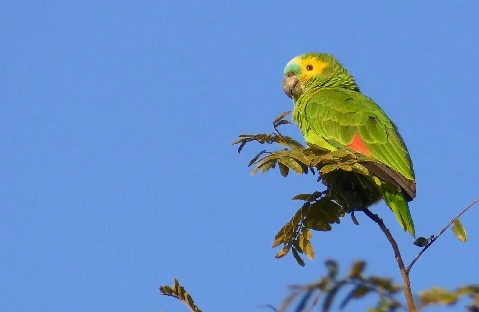 Turquoise-Fronted-Amazon 02