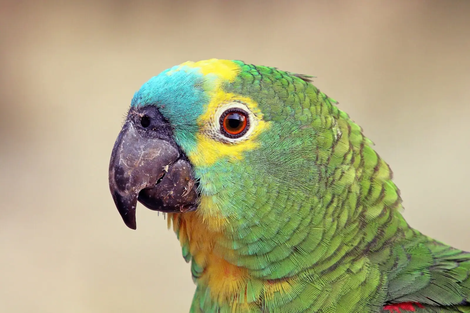 Turquoise-Fronted-Amazon 03