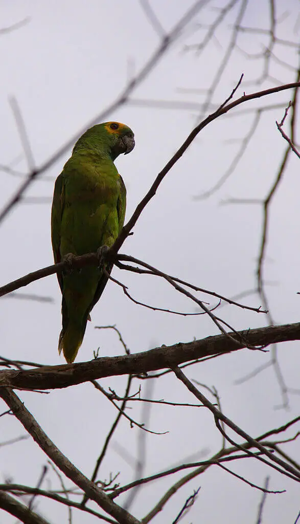 Turquoise-Fronted-Amazon 04