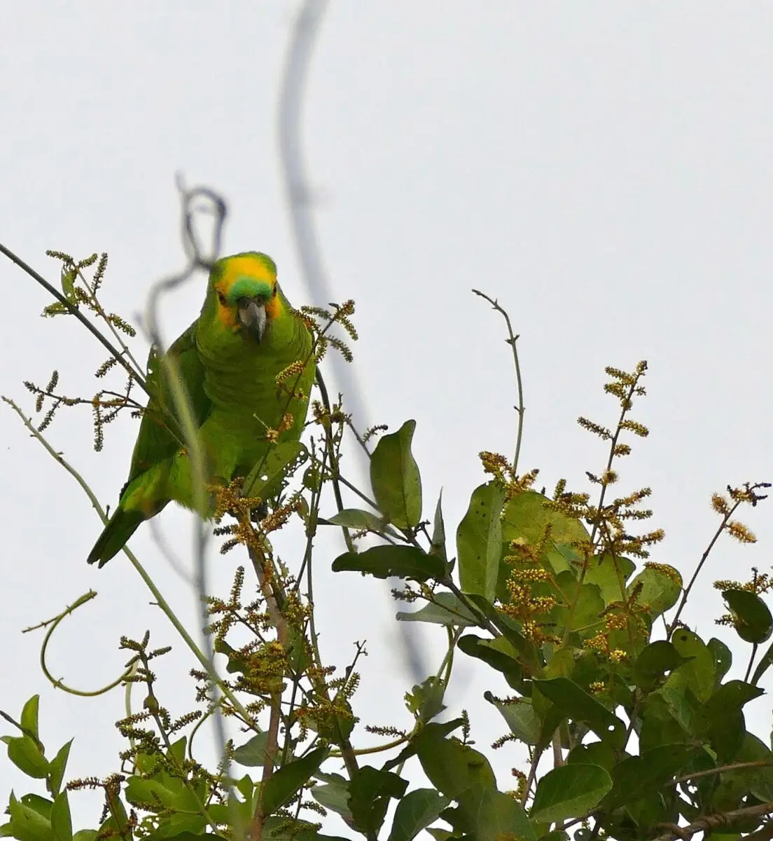 Turquoise-Fronted-Amazon 05