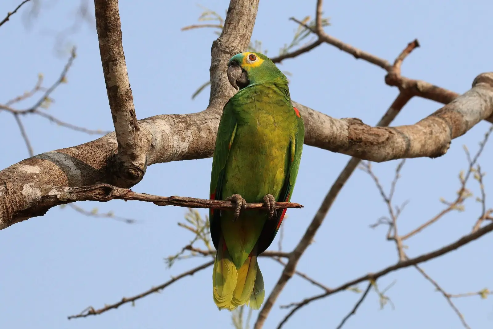 Turquoise-Fronted-Amazon 06