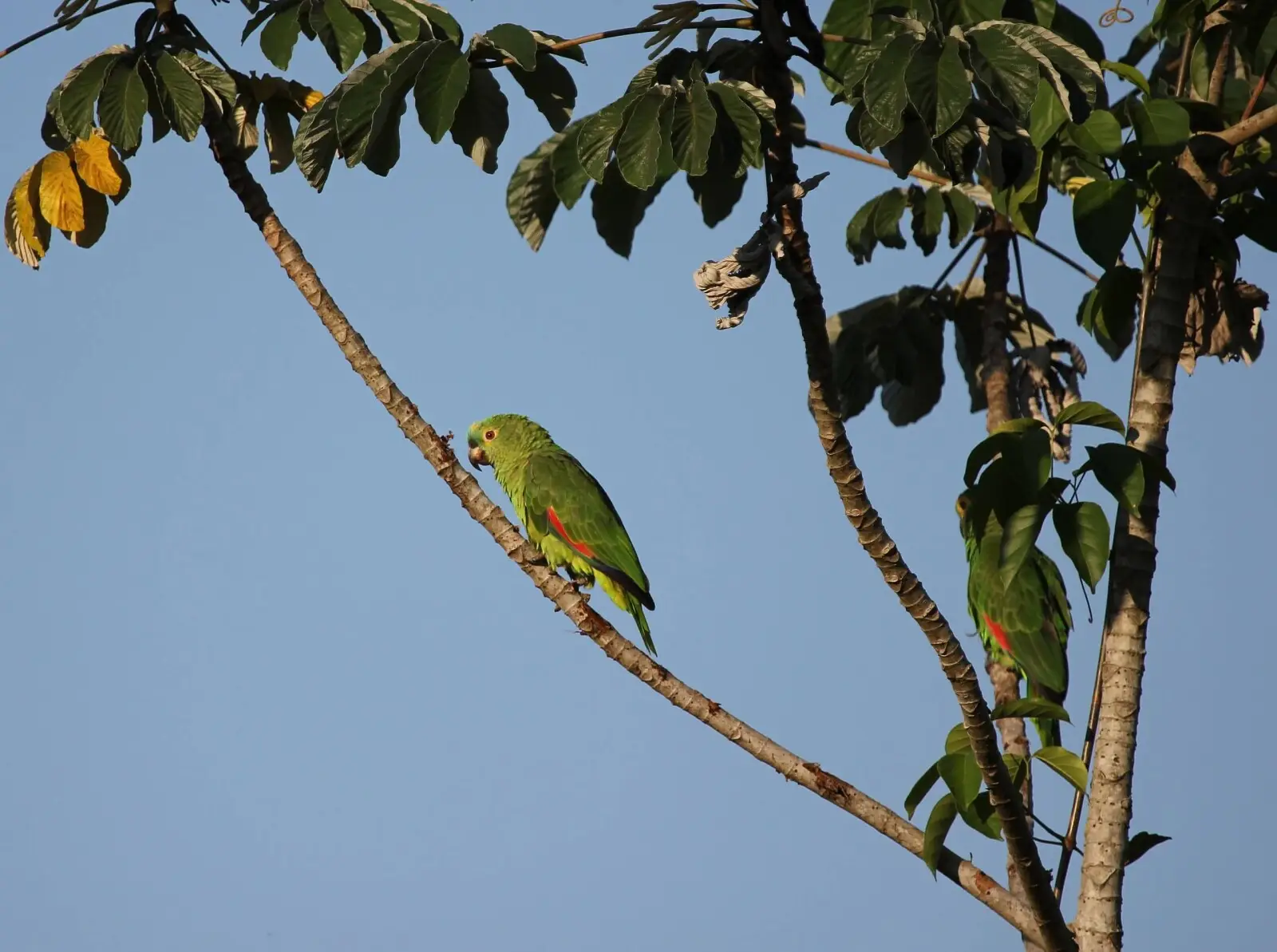 Turquoise-Fronted-Amazon 07