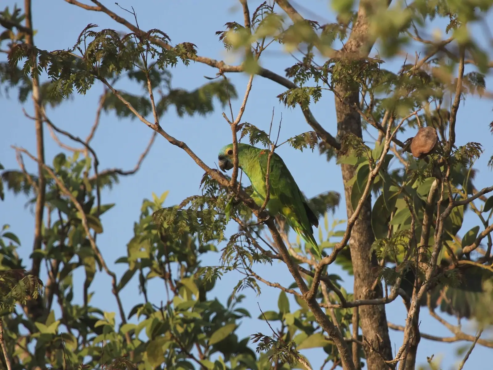 Turquoise-Fronted-Amazon 08