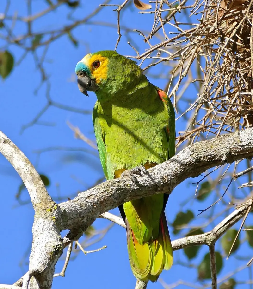 Turquoise-Fronted-Amazon 09