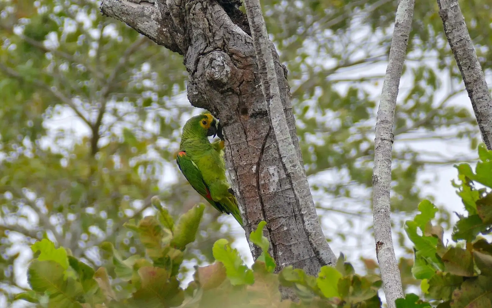 Turquoise-Fronted-Amazon 10