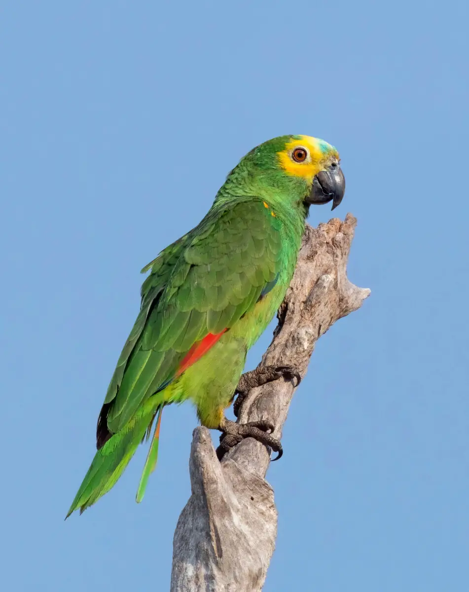 Turquoise-Fronted-Amazon 11