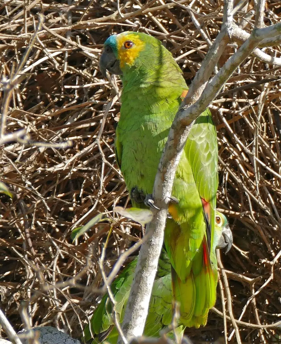 Turquoise-Fronted-Amazon 13