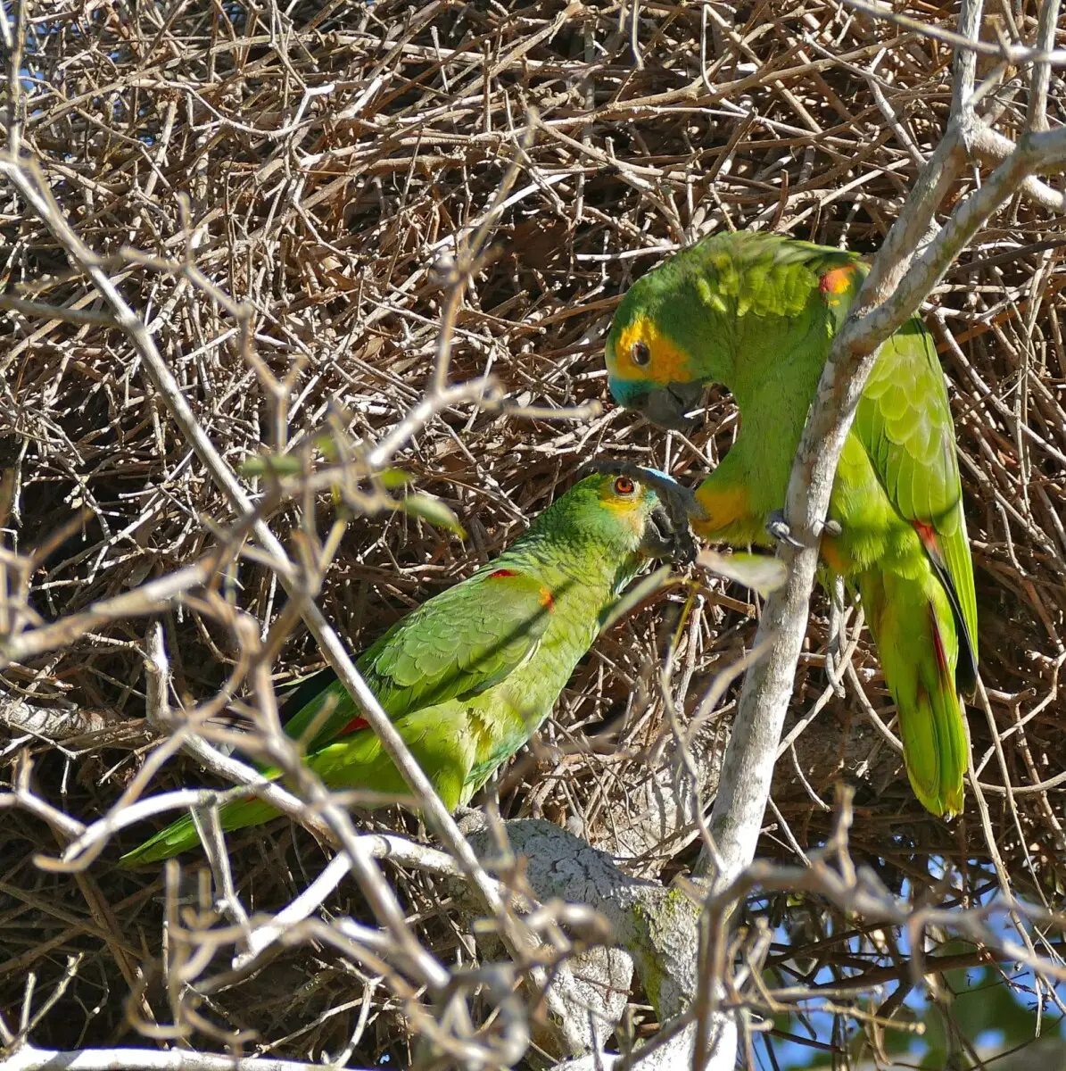 Turquoise-Fronted-Amazon 14