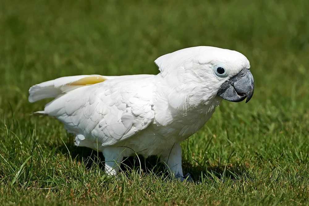 White-Cockatoo 02